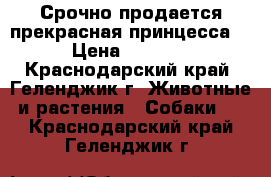 Срочно продается прекрасная принцесса! › Цена ­ 8 000 - Краснодарский край, Геленджик г. Животные и растения » Собаки   . Краснодарский край,Геленджик г.